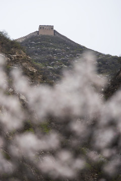 长城 山间野花 竖片