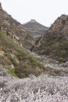 长城 山间野花 竖片