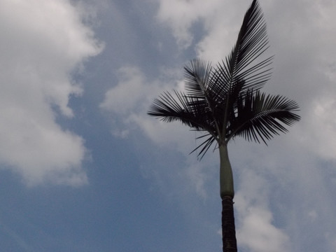 棕榈天空