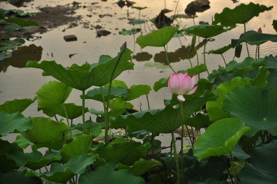 夕照荷塘