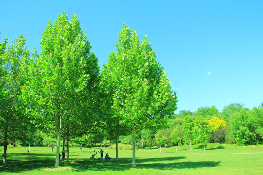 绿地树木