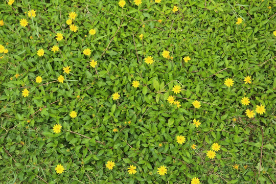 小黄花背景