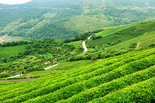 茶山茶园公路