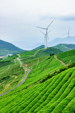 茶园茶场茶山 茶园公路