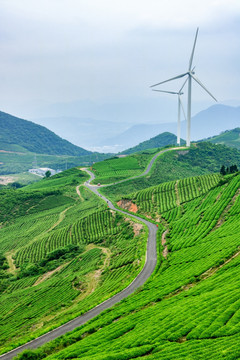 茶园茶场 风电场