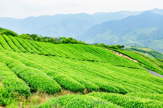 茶山茶园茶树