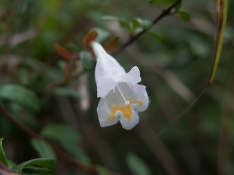 六道木属花卉