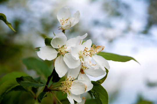 山丁子花