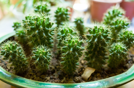 多肉盆栽植物 仙人掌