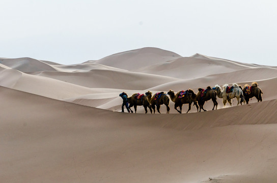 驼队沙丘沙漠