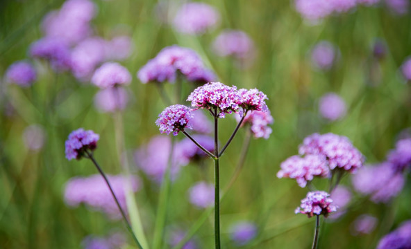 小花