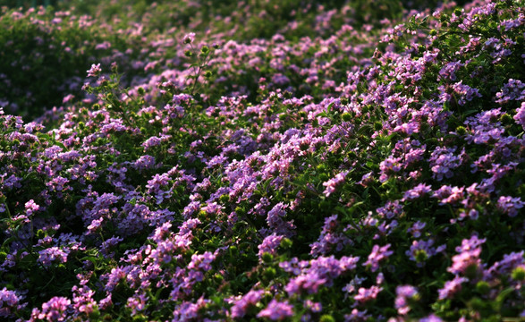 野花  花海 紫色花