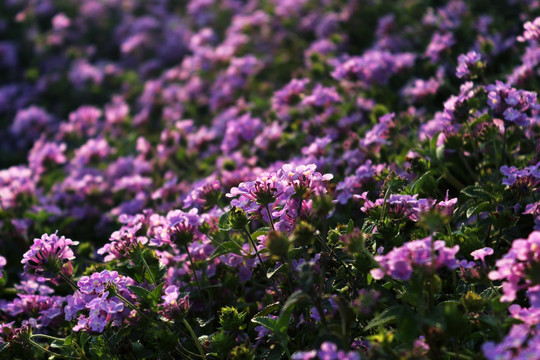 野花  花海 紫色的花