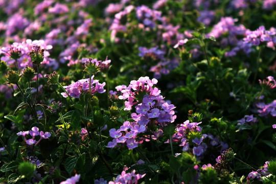 野花  花海 紫色花