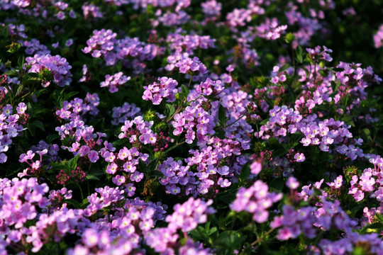 野花  花海 紫色花