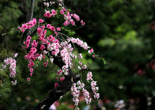 桃花