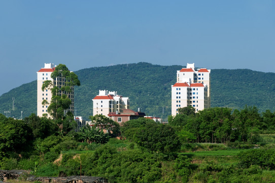 新农村风景