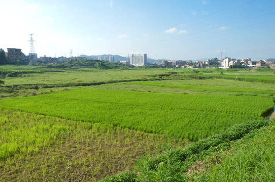 水稻田绿油油