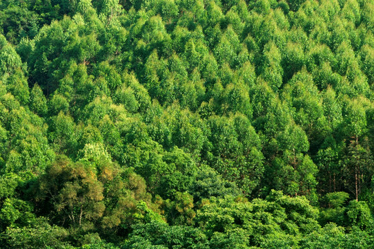 森林植被景观