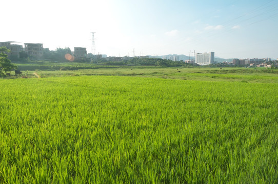 农田风景