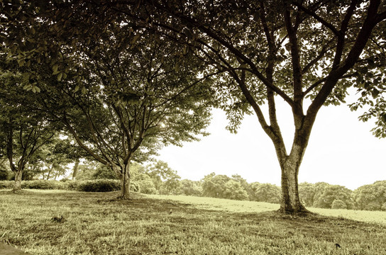 树林黑白照片