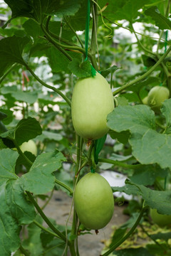瓜果种植