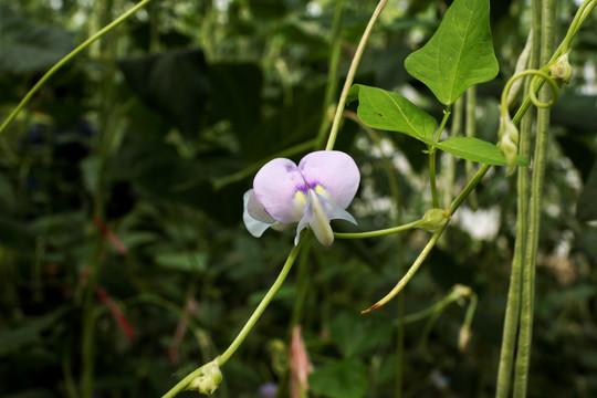 豆角花