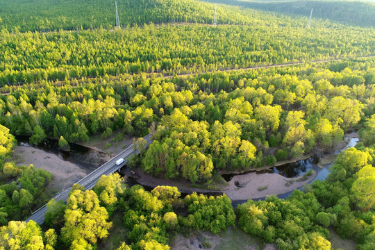 树林公路桥梁风景