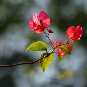 花花草草