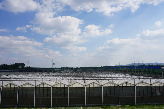 大棚种植基地