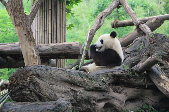 大熊猫 （7）