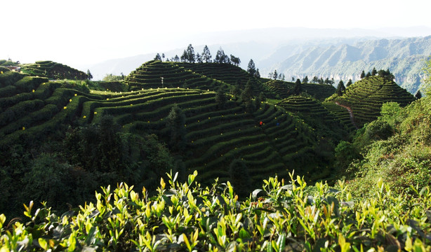 茶山