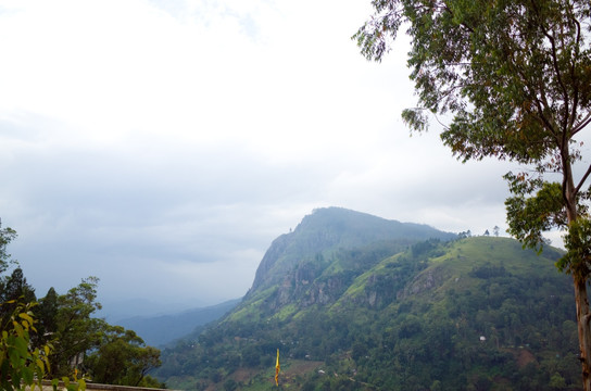 斯里兰卡高山茶园