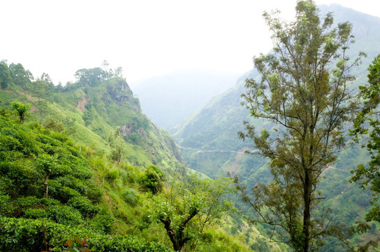 斯里兰卡高山茶园