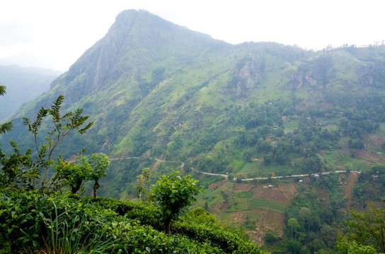 斯里兰卡高山茶园