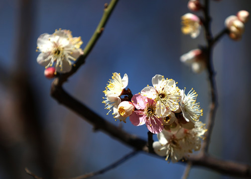 梅花