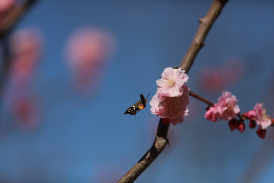 梅花