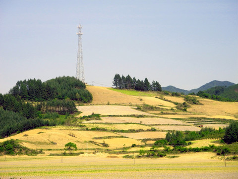 山坡田