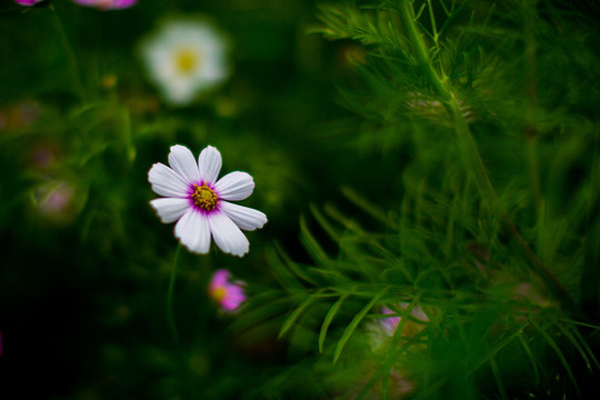 花草