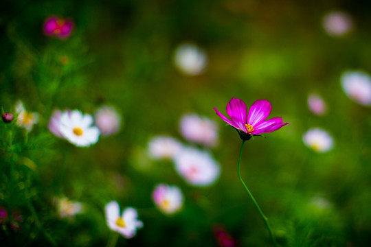 花草