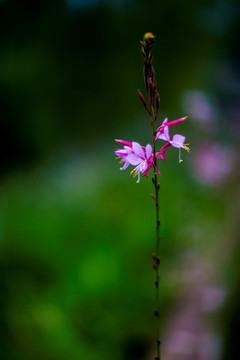 花草