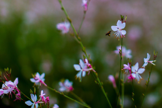 花草