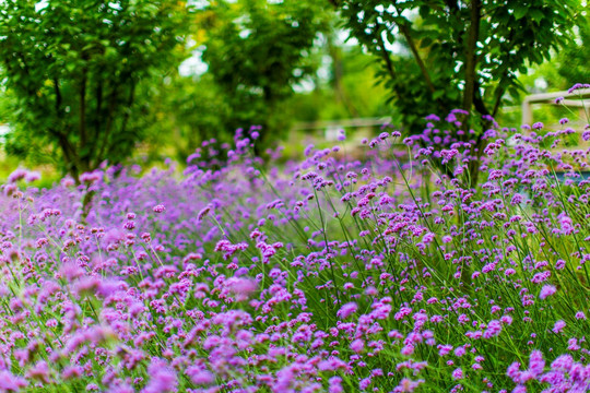 花草