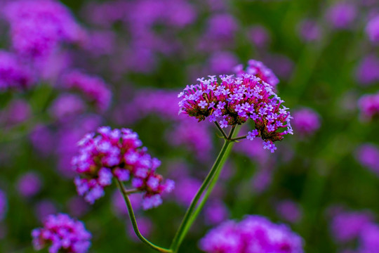 花草