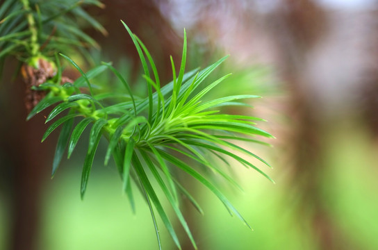 杉树绿芽