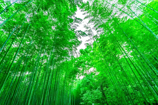 竹林 竹子