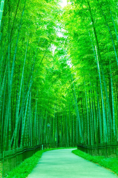 竹子 竹林 竹葉