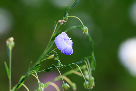 亚麻花