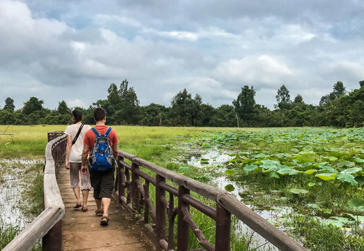 吴哥湿地景观