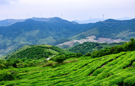 茶山茶园茶树 茶山茶场 茶园茶